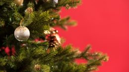 karacsony stockfresh 4849362 christmas tree sizeS