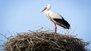 stockfresh 3589166 stork standing in nest sizeS