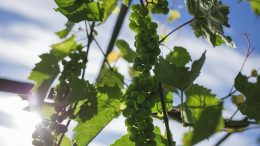 kisscc0 winery pinot noir willamette valley vineyards grap design 5afd59d1db1e96.4342621715265530418975