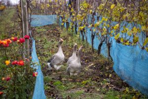 Idén is Libabőr – Márton-napi gasztronómia és az újbor ünnepe országszerte