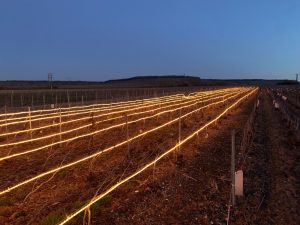 Fénnyel a fagy ellen