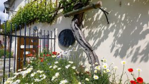 Mariboré marad a világ legidősebb szőlőtőkéje a tibeti lelet ellenére is