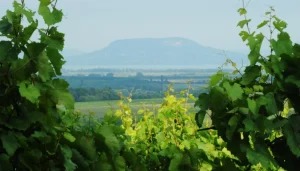 Rendkívüli Badacsony New Yorkban áprilisban